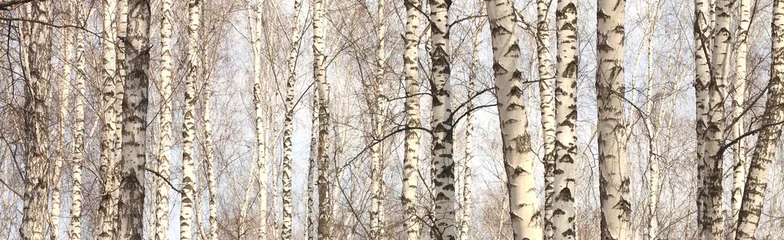 Poster Trunks of birch trees, birch forest in spring, panorama with birches © yarbeer