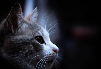 Gatto in primo piano 