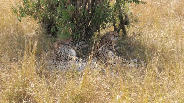Family Cheetahs Relaxes Lying In The Shade Bushes