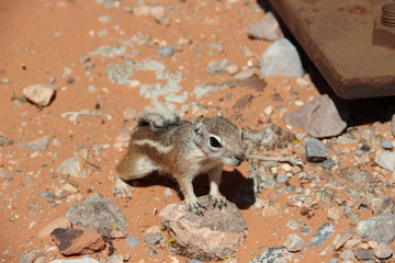 Chipmunk
