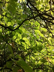 leaves and branches