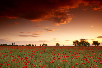 Fototapeta na wymiar Red poppy flowers field at sunset