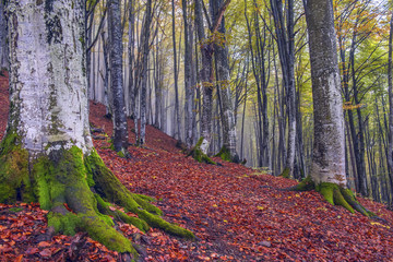 Autumn beech forest. Huge powerful trees with roots in the moss.

