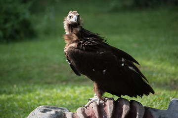 Full-length eagle