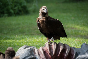 Full-length eagle