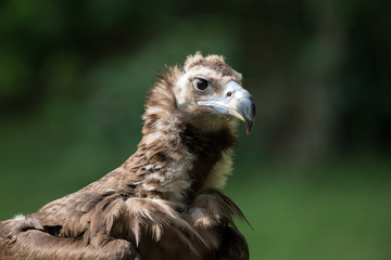 Head of an eagle close-up