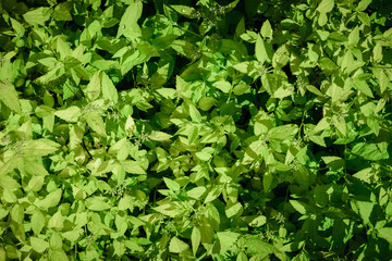 Bush spirea, background. Without flowers. The whole frame is occupied by green branches of a bush.