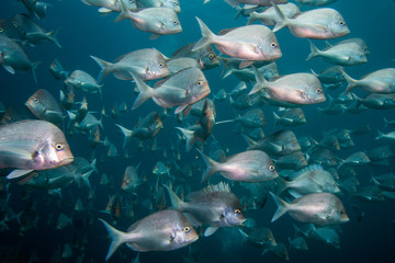 Close up of a school of Slinger fish swimming together with blue water background. Rounded plain silver color fish.