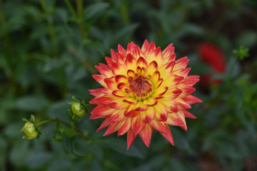 Dahlia jaune et rose en été au jardin
