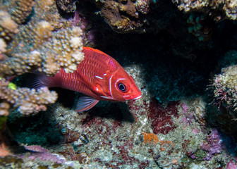 Fototapeta na wymiar Tailspot Squirrelfish hiding behind a rock on the reef. Brightly colored red or orange fish.