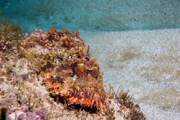 Tassled Scorpionfish laying on the reef camouflaging itself with sand in the background.