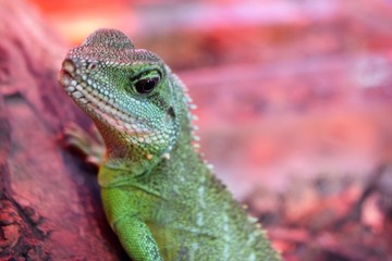 iguana