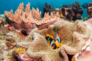 Fototapeta na wymiar Two Twobar Anemonefish laying in their anemone forming an underwater coral reef scene with bright colors and blue water background.