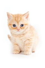 Fototapeta na wymiar Red striped kitten (isolated on white)