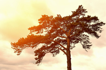 Crown of a beautiful pine tree against a background of dramatic rain clouds and sunset