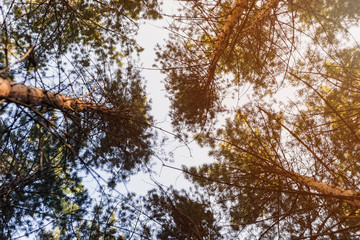 View from the bottom up in a pine forest