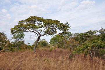 Fototapeta premium Afrykański krajobraz. Tanzania