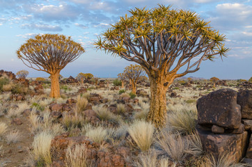 Beautiful exotic quiver tree in rocky and arid Namibian landscape, Namibia, Southern Africa