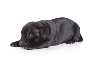 Black puppy Staffordshire terrier sad lies (isolated on white)