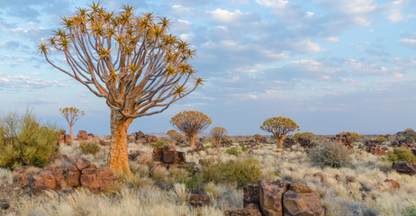 Beautiful exotic quiver tree in rocky and arid Namibian landscape, Namibia, Southern Africa