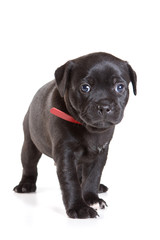 black puppy of a Staffordshire terrier in a red collar (isolated on white)