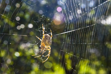 Spinne mit Netz