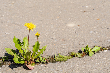 A flower making its way through a crack in the asphalt