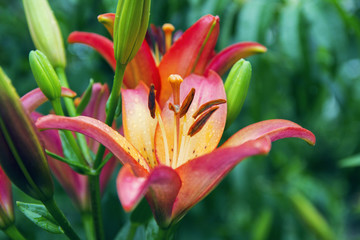 beautiful pale red yellow lily