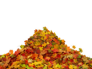 Pile of autumn maple colored leaves isolated on white background. © Lilya