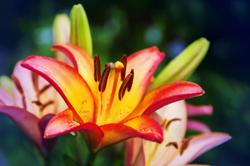 beautiful red yellow lily