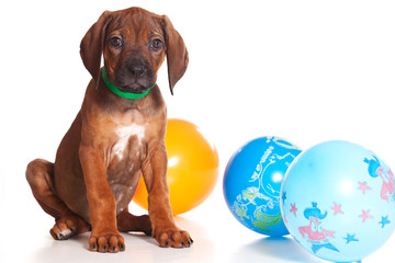 Red-haired puppy Ridgeback dog and balloons (isolated on white)