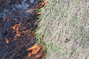 fire burning dry grass. top view