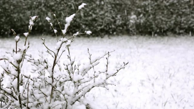 Branch of a tree in hoarfrost .
