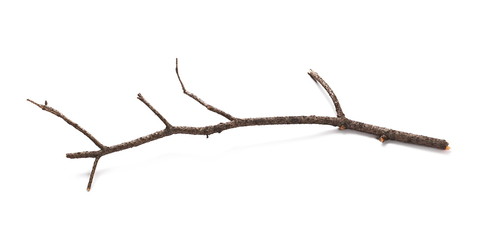 Dry branch isolated on white background