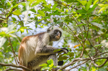 Fototapeta premium Zanzibar Red colobuses in Jozani Forest on Zanzibar