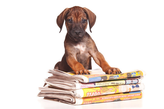 Red-haired puppy Ridgeback dog and newspaper (isolated on white)