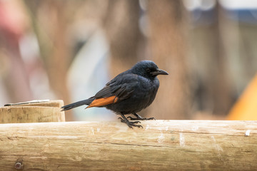 Red Winged Starling