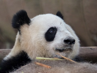 Close up of a giant panda eating