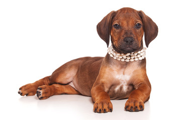 Obraz premium Red-haired puppy Ridgeback dog and white beads (isolated on white)