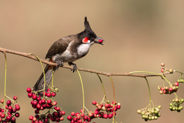 Bulbul with berry