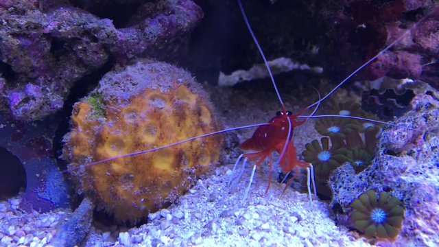 Garnele im Aquarium