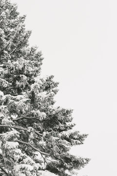 Pine Tree Covered In Snow, Cropped With Copy Space To The Right