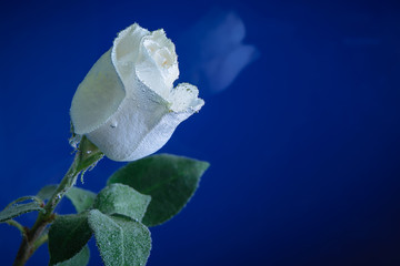 Beautiful white rose, all covered with air bubbles on a blue background