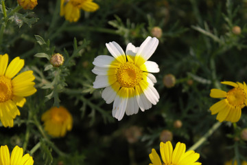 Closeup of a beautiful yellow and white Marguerite, Daisy flower