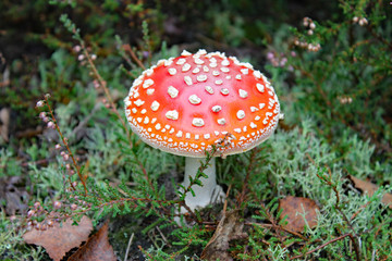 Fliegenpilz im Herbstwald