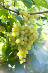 Clusters of green ripe grapes in a garden