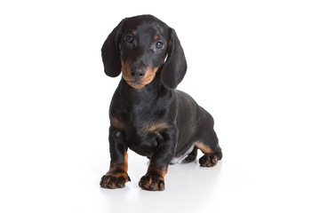 Cute dachshund puppy (isolated on white)