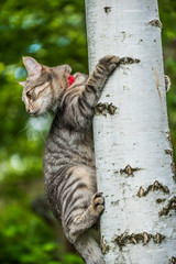 Cat on Birch Tree