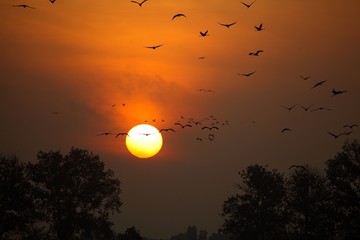 Obraz premium Sunrise with flocks of flying cranes