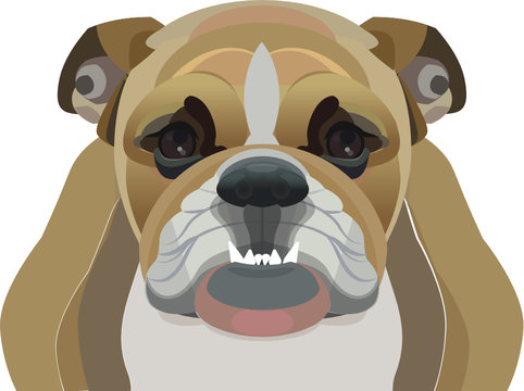 bulldog inglese
